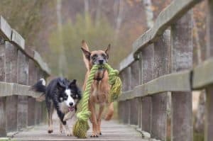 honden rennen met een groen touw over een loopbrug