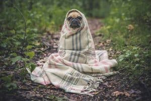 pug hond met deken om zich heen in het bos