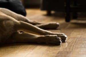honden poten die liggen op een houten vloer