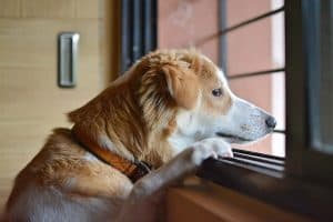 hond kijkt uit een raam