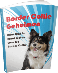 Border Collie Geheimen