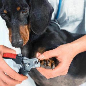 dierenarts knipt de nagels van een hond