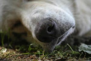 close up van een neus van een hond