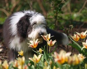 bearded collie ruikt aan een bloem
