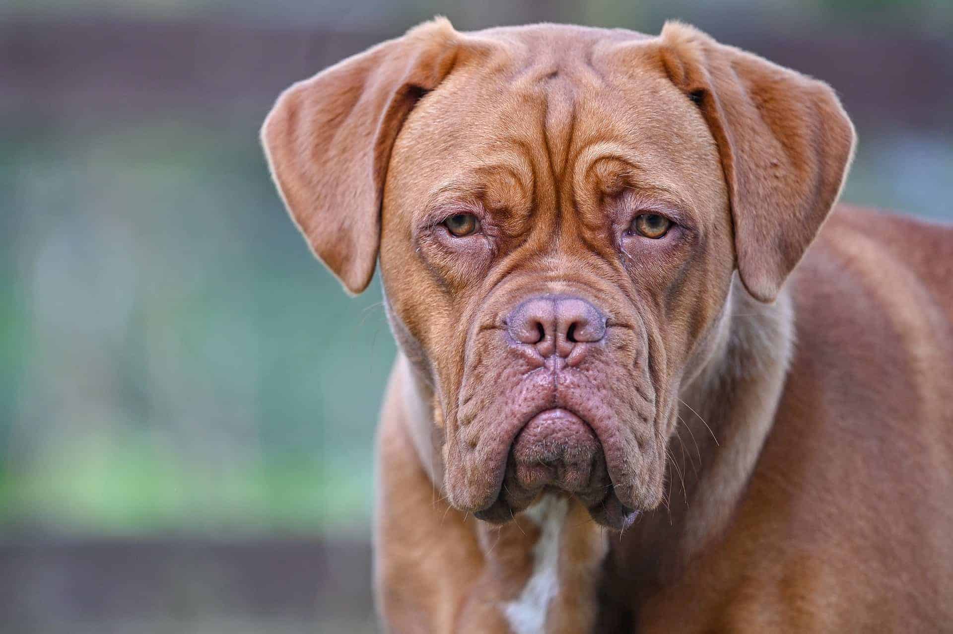 lichten Graf Misverstand Bordeauxdog | Alles over dit hondenras | Handig overzicht!