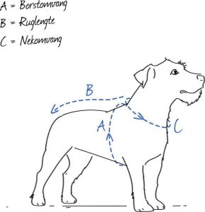 schematische tekening voor het afnemen van de afmetingen van je hond voor een hondentuig