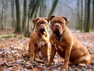 twee bordeauxdogs zitten in het bos
