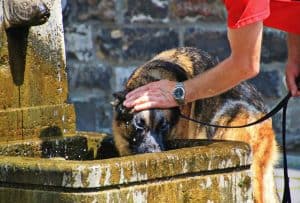 hond drinkt uit een fontein