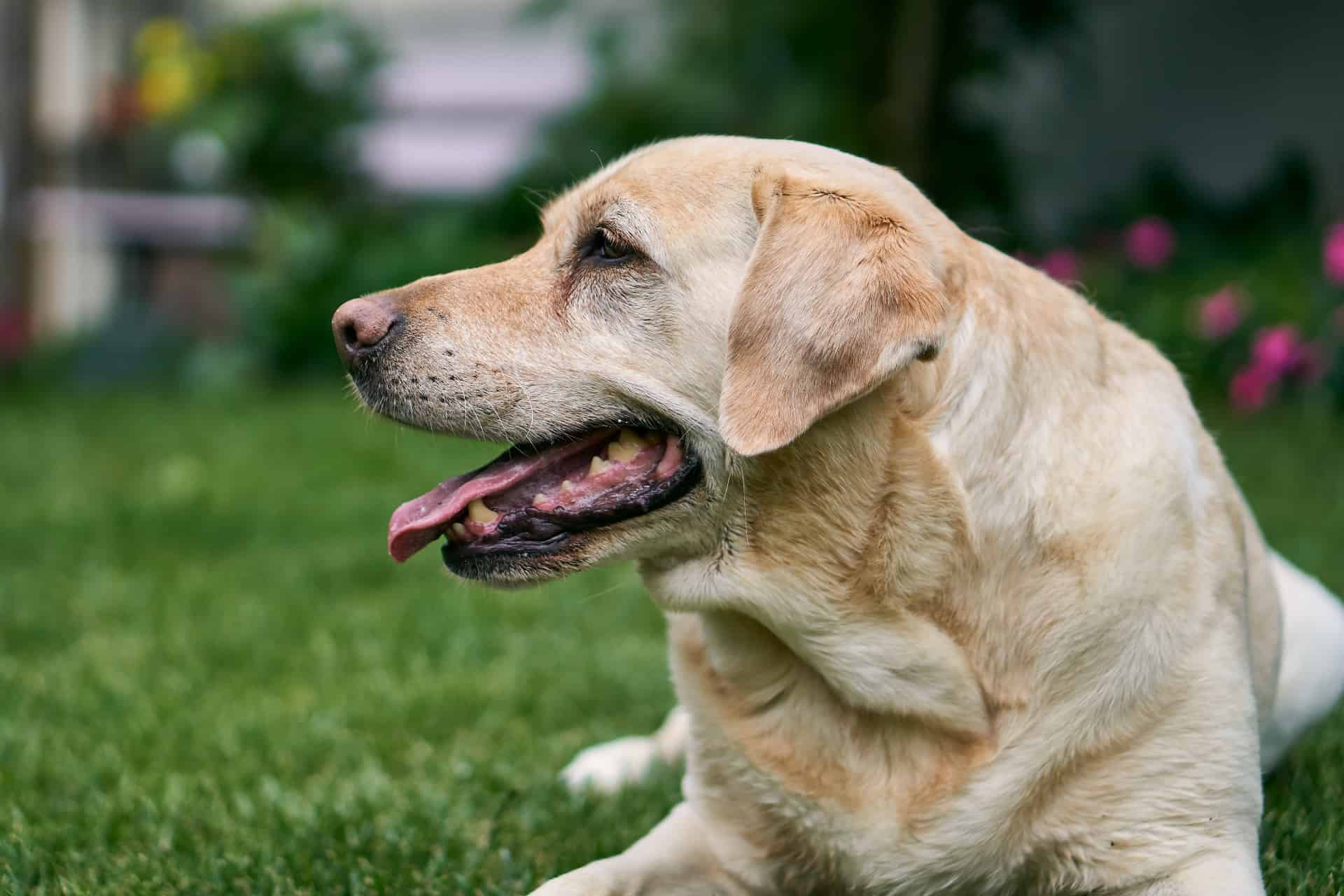 Oormijt bij je hond? Symptomen en behandeling HondenPassie