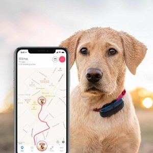 hond met een gps tracker om naast een iphone met google maps die laat zien waar de hond is