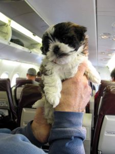 puppy in een vliegtuig