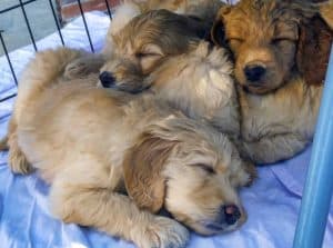 slapende puppy's
