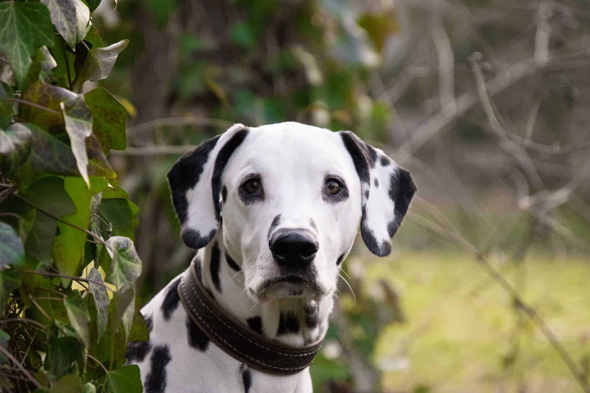 aankleden Onderdrukken Zuidelijk Dalmatiër | Alles over dit hondenras | Handig overzicht!