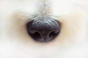 close up van een kleine neus van een hond