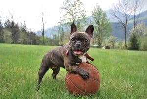 franse buldog puppy leunt op een basketbal