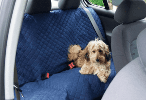 hond ligt op een deken voor in de auto