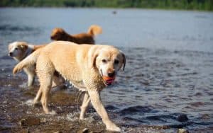 hond loopt met een hondenbal in zijn bek door het water