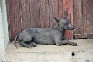 mexicaanse naakthond ligt op een steen
