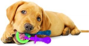 puppy kauwt op puppyspeelgoed