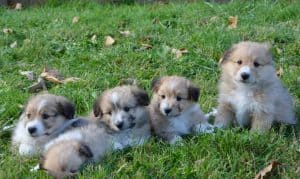 puppy's in een grasveld