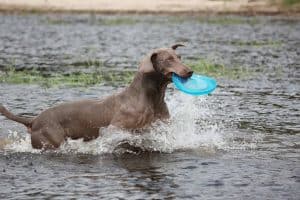 weimarse staande hond speelt in het water