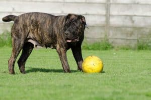 dogo canario speelt met een bal in een grasveld