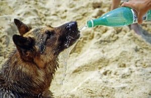 hond krijgt water uit een fles