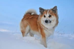 ijslandse hond staat in de sneeuw