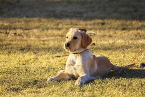 puppy ligt in een grasveld te staren
