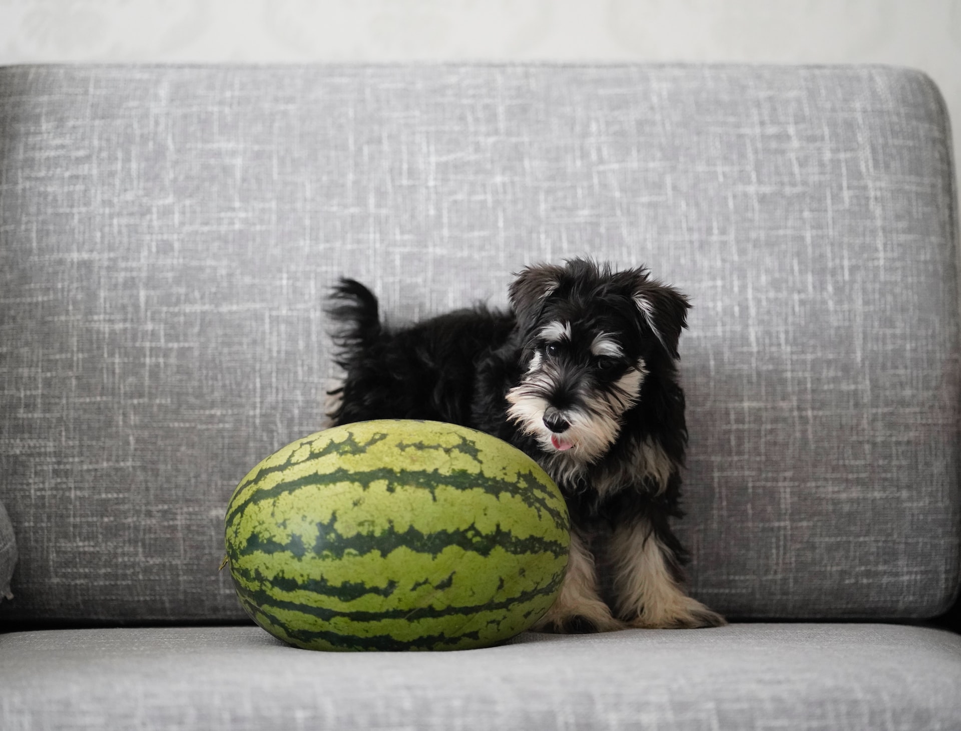 Welk fruit mag een hond eten?
