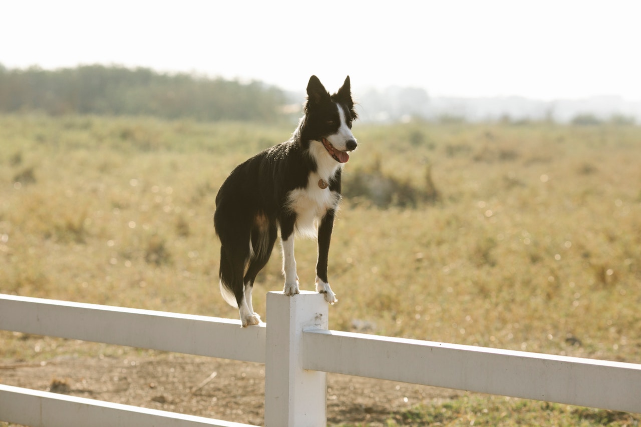 knal moeilijk tevreden te krijgen Conventie Voorkom dat jouw hond naar buiten glipt: 5x beste hondenhek