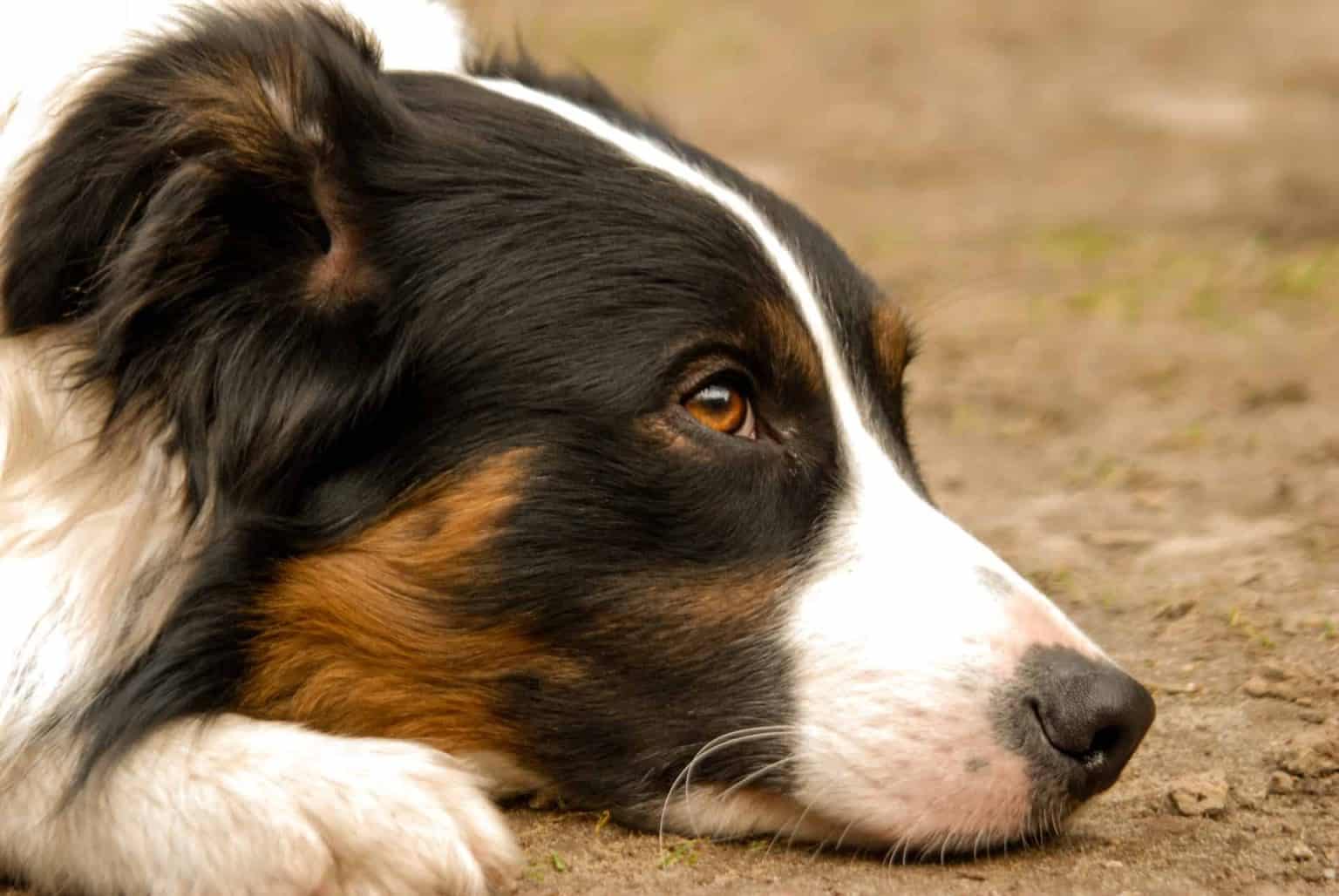 Border Collie | Alles Over Dit Hondenras | Handig Overzicht!