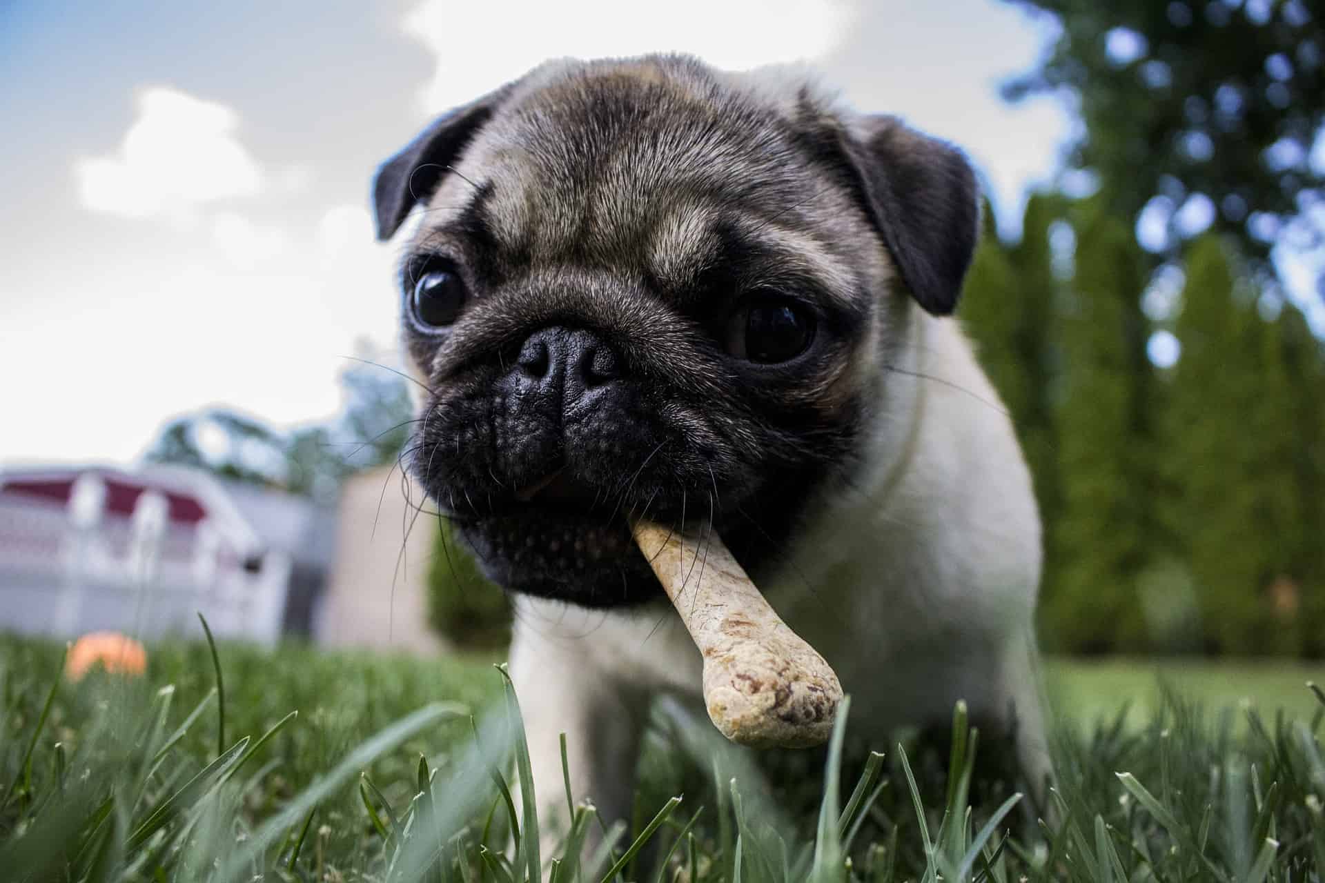 Hond Eet Niet Dit Is Hoe Je Je Hond Weer Aan Het Eten Krijgt