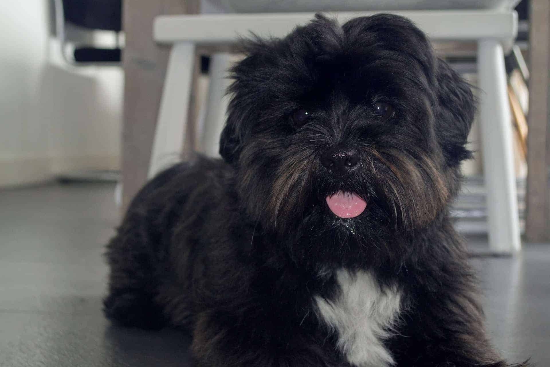 Boomer | Alles over dit hondenras | Handig overzicht!