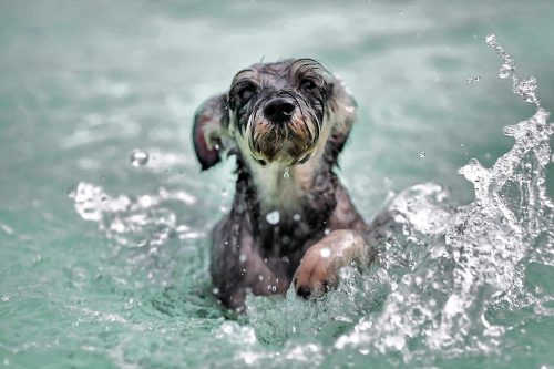 hond die in het water zwemt