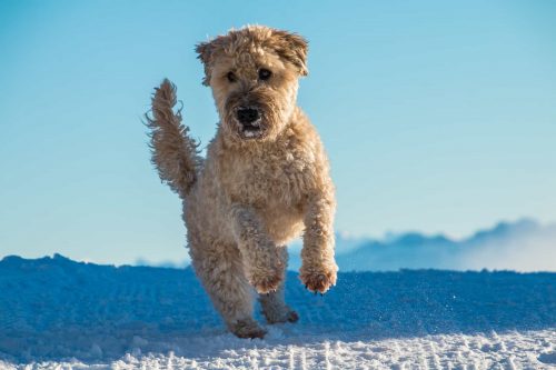 hond springt op een pak sneeuw dat er ligt