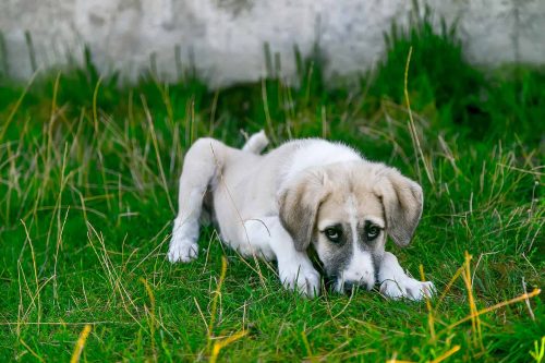 hond ligt in het gras en kijkt zielig