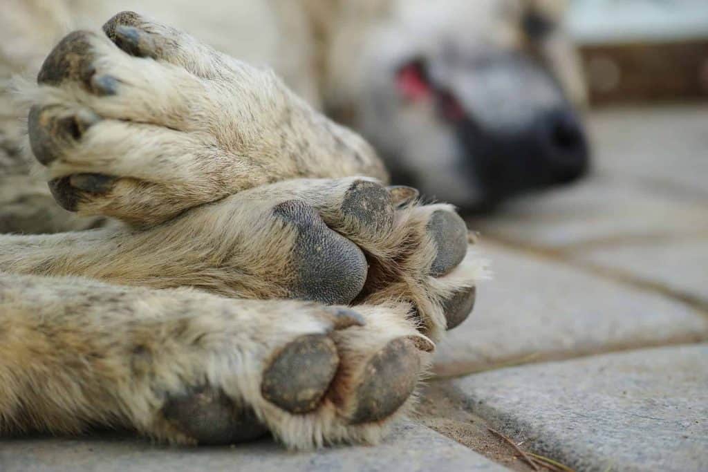 Nieuw Hond overleden? Praktische zaken en hoe je het verlies verwerkt! GM-41