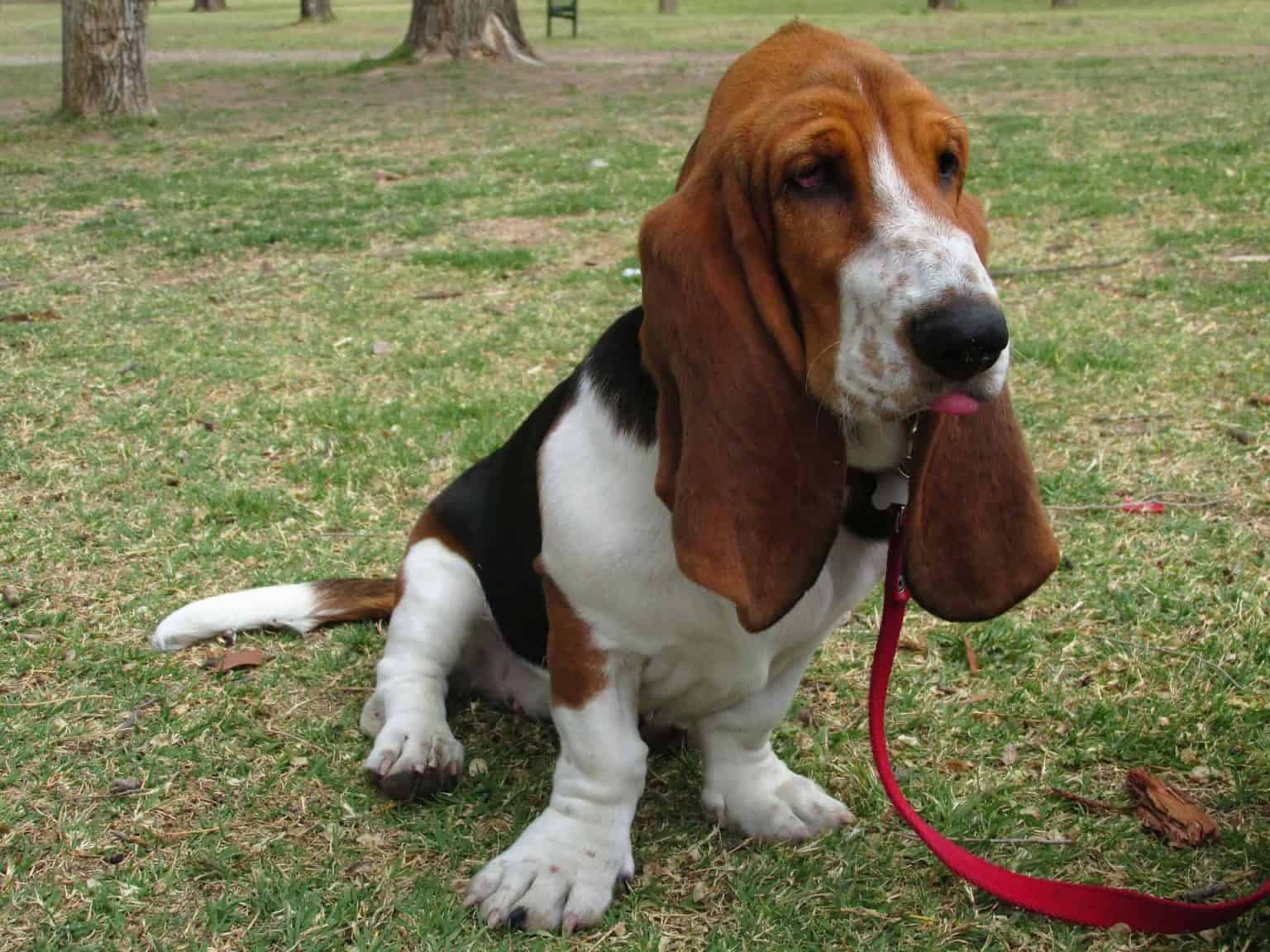 Basset Hound - Alles Wat Je Moet Weten Over Dit Hondenras!