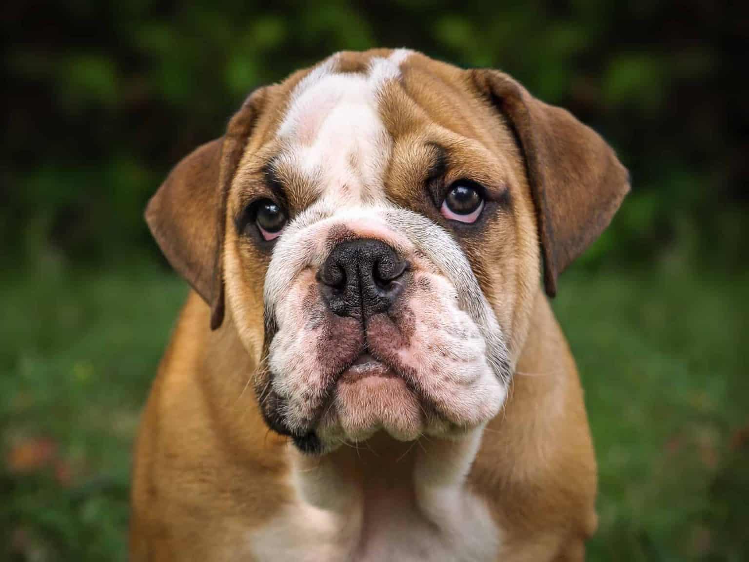 Best Names For A Male English Bulldog