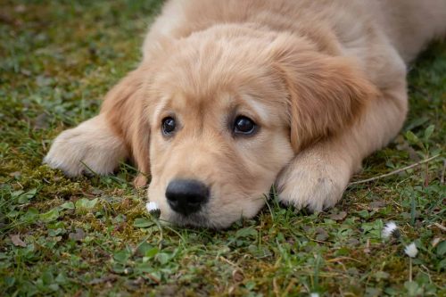 golden retriever puppy ligt met kop op een grasveld