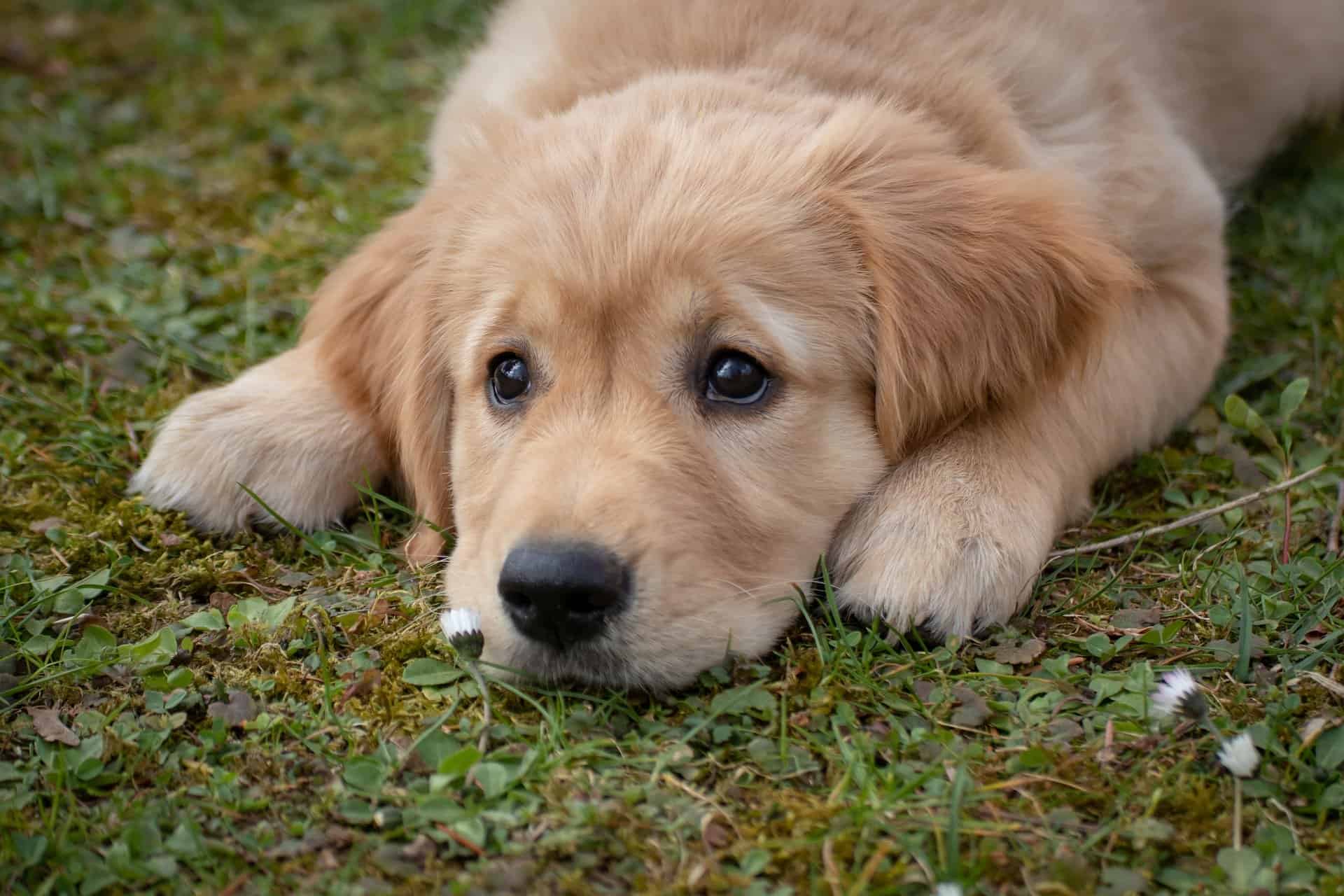 Puppy Zindelijk Maken Dit Is Hoe Je Het Doet