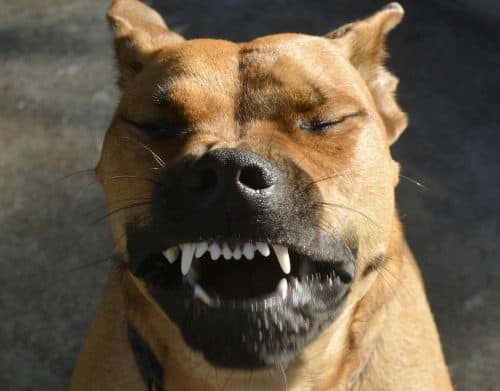 close up van een hond die moet niezen
