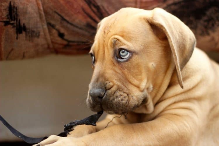 Is je hond verkouden? Dit zijn de symptomen en wat je moet doen!