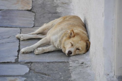 hond ligt op straat tegen een muur aan