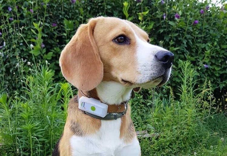 Beste honden GPS tracker Top 4 GPS trackers voor honden!