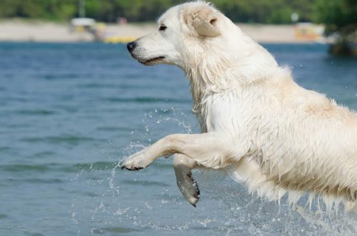 hond springt in het water