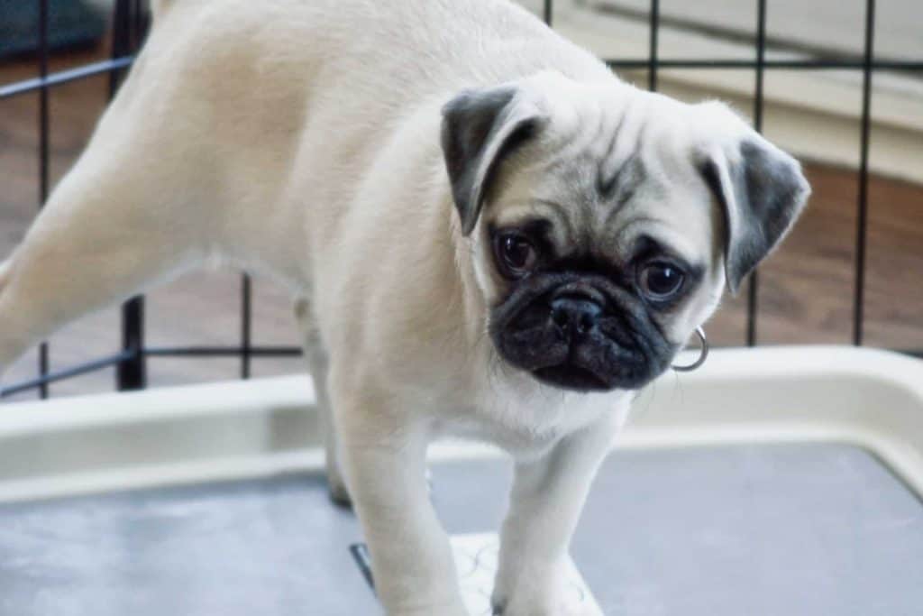 Hond plast in huis? Dit is hoe je het moet afleren!