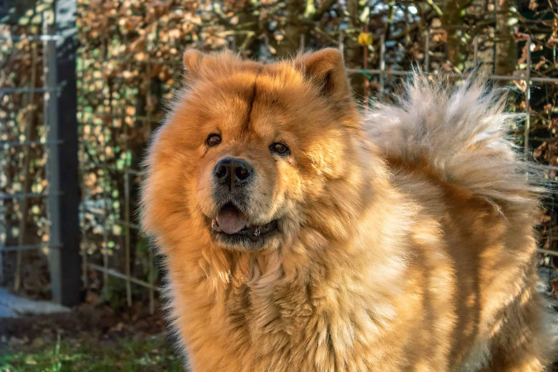 Chow Chow Alles je moet over dit hondenras!