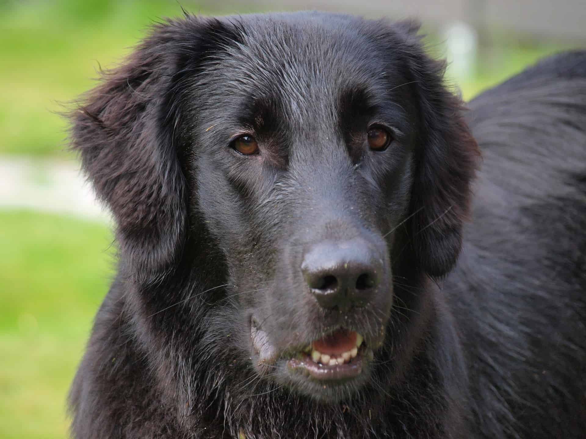 Flatcoated Retriever Alles wat je moet weten over dit hondenras!